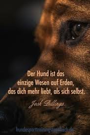 Kann ein hund mehr gefühle ausdrücken, als ein mensch mit stundenlangem gerede. 290 Hundespruche Ideen Hundespruche Spruche Tiere Hund Zitat