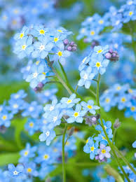 10 Bonny Blue Plants And Flowers Types Of Blue Flowers Beautiful Flowers Spring Flowers