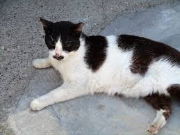 Image result for kitler