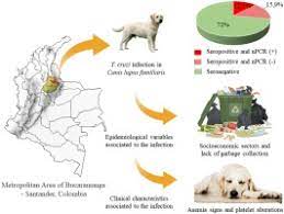 Epidemiological And Clinical Characteristics Of Trypanosoma Cruzi Infection In Dogs Canis Lupus Familiaris From A Chagas Disease Endemic Urban Area In Colombia Sciencedirect