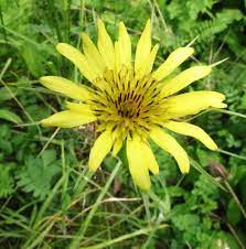 Western Goat S Beard Tragopogon Dubius Photographed June 1 2108 In Center Township Beaver County Pa Wild Flowers Plants Photographer