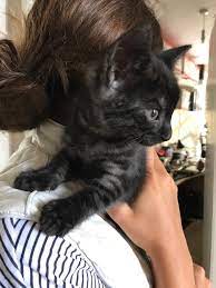 Some common illnesses in cats can cause painful or unpleasant symptoms that result in fur loss, changes in fur texture, or dandruff. Pin On Black Ghost Smoke Tabby