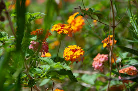Image result for Lantana tiliifolia