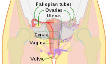 One year after menstrual cycles stop, the woman is considered to be menopausal. Female Reproductive System Wikipedia