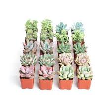 Succulents Cactus Plants Plants Garden Flowers The Home Depot In 2020 Succulents Small Cactus Plants Plants