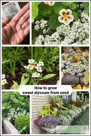 Can you put sweet alyssum in a hanging basket? Growing Sweet Alyssum From Seed Indoors Or In Your Garden
