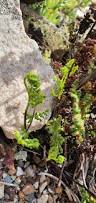 Image result for Cheilanthes multifida