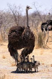 Pin By Rizki Rizki On Birds Animals Animals Wild Ostriches