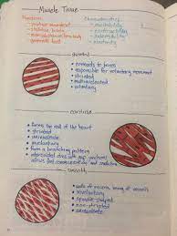 Muscle Tissue Overview Medical Student Study Medical School Studying Nursing School Studying