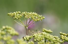 Image result for Physotrichia atropurpurea