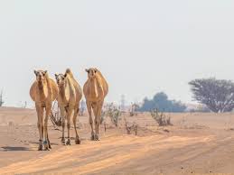 The body of a starved camel is still bigger than a living horse. The Tallest Animals On Earth