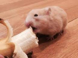 My Hamster Daisy Is Eating A Banana Hamster Eating Banana Meme Hamster