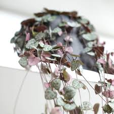 Image result for Ceropegia rubella