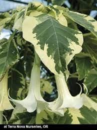 Pin On Plants I Want