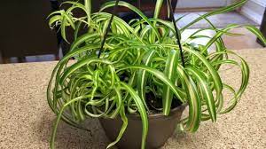 Due to the same reason, people tend to chlorophytum laxum zebra: Variegated Bonnie Spider Plant Donna Joshi Youtube