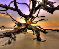 Find directions, maps, parking, visitor information, or plan a driftwood beach wedding. Photograph Of The Week Driftwood Beach Jekyll Island Georgia Usa A Luxury Travel Blog A Luxury Travel Blog