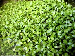 Image result for Bergia capensis