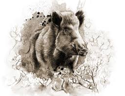 Wildschwein Portrait Portrait Of A Wild Boar Wildschwein Tiere Wild Tierspuren