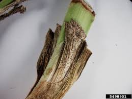 Check spelling or type a new query. Common Agapanthus Diseases Learn About Diseases Affecting Agapanthus