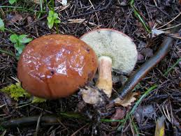 Image result for Boletus badius