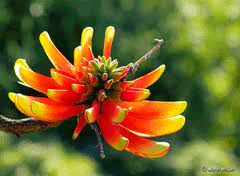 Image result for Erythrina × coddii
