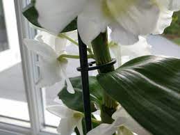 How To Care For A Dendrobium Nobile Orchid With Pictures Smart Garden Guide