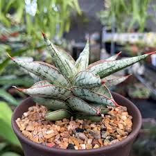 Image result for Sansevieria dooneri