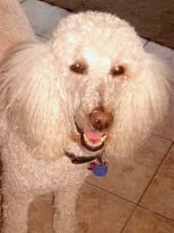 Carolina Poodle Rescue