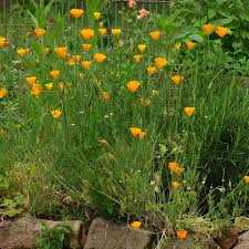 Image result for Eschscholzia