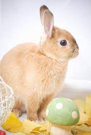 Can Rabbits Eat Mushrooms A Pet Owner S Food Guide