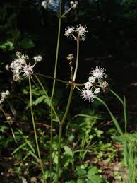 Image result for Sanicula elata