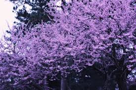 Cherry blossom trees in iowa. Trying To Identify An Iowa Tree For My Wife As A Mother S Day Gift Marijuanaenthusiasts