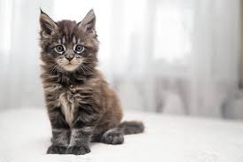 Maine coons communicate with a variety of sounds. Maine Coon Katze Wesen Haltung Pflege Zooplus