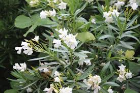 News source: 産経ニュース