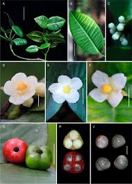Image result for Huaceae