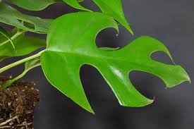 Don't allow it to sit in wet or soggy soil to prevent root rot. Monstera Minima Mini Monstera Rhaphidophora Tetrasperma Pflege