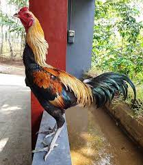 Ayam aduan ori magon atau ayam mangon adalah salah satu ayam adu yang lahir dari hasil perkawinan . Ciri Ciri Ayam Mangon Tahu