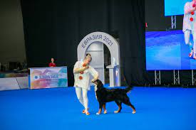 v moskve sostoyalis internacionalnye vystavki sobak vseh porod evraziya kubok prezidenta rkf 2021 evraziya kubok prezidenta rkf 2020 rkf