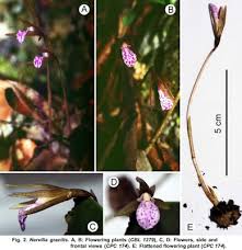 Image result for Nervilia