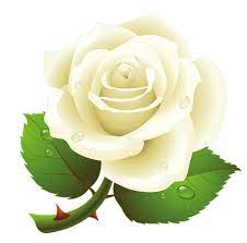 Struktur organisasi pita putih indonesia. White Roses Png Image Without Background 42688 Web Icons Png
