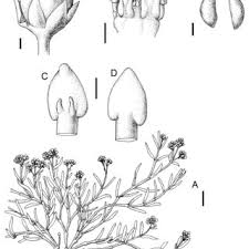 Image result for Periglossum mackenii