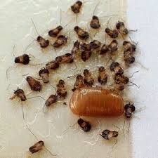 Bebe Cafard Le Signe D Une Infestation