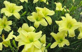 Crosswords are the best way to pass your free time and train your brain making it smarter and faster. 10 Colorful Daylilies To Grow In San Diego Gardens The San Diego Union Tribune