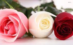 Beautiful colorful flowers hd wallpapers. Beautiful Rose Flower Images Download 1680x1050 Download Hd Wallpaper Wallpapertip