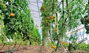 Plant small bush tomato varieties 24 inches apart and larger varieties, especially sprawling to give tomato transplants the most chance of success, plant them deep so that half the plant is underground. Tomato Plant Spacing Everything You Need To Know