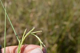 Image result for Paspalidium geminatum