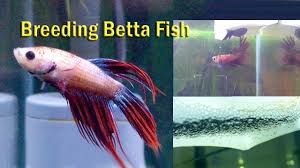10 Easy Way To Breed Betta Fish Youtube