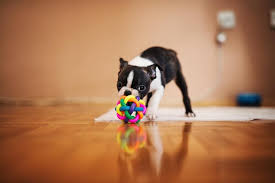 Can A Boston Terrier Be Left Alone? Alternatives & Care Tips – Dogster