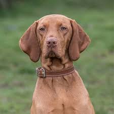 Its name means searcher or tracker in hungarian. Hungarian Vizsla Pdsa