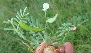 Image result for Tephrosia pumila